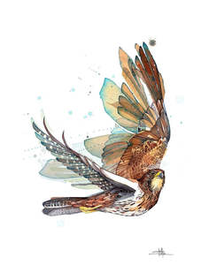 Mens Gift: Rachel Walker - Karearea Lookout