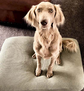 Bed Covers: Medium pet bed cover