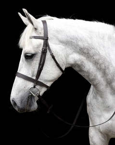 Bridles Reins And Nosebands: Cavallino show bridle with leather reins