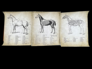 Giftware: Vintage horse anatomy poster 30x40cm set of 3 on canvas