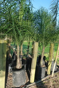 Products: Search Our Plants and