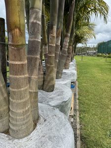 Products: Bangalow Archontophoenix cunninghamiana