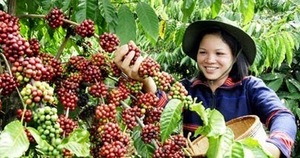 Coffee: Sumatra Mandheling TP Grade 1