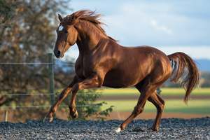 Horse Calming Mix