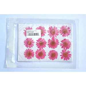 Dried Flowers: Dried Coloured Daisies - 12 pcs