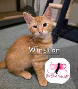 Shape Cutters: Winston the Kitten Fundraiser Cutters