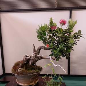 Home & Garden: Bonsai with Peter Scammell - Starting on 4 November 2024