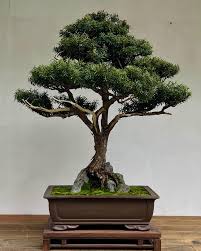 Home Garden D I Y: A SUMMER SCHOOL - Bonsai for Beginners and Beyond - 19 to 23 January 2026