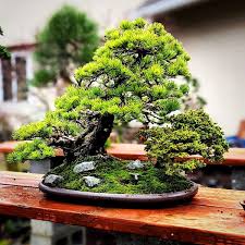 Home Garden D I Y: Saikei Introduction Workshop Bonsai with Peter Scammell - Sunday 28 June 2026