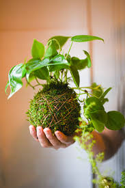 Arts Crafts: KOKEDAMA with Mel Shaw on Saturday 4 July 2026