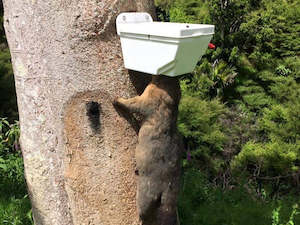 Possum Traps: Trapinator