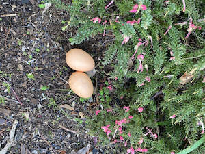 Decoy Eggs