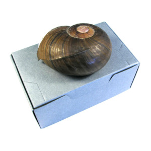 Artifact Museum Boxes: Artifact Box with Hinged Lid