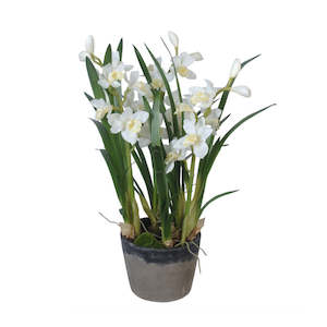 Outdoor: Orchid / Cymbidium / White