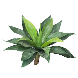 Outdoor: Agave / Giant