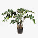 Zanzibar Gem Plant / Medium