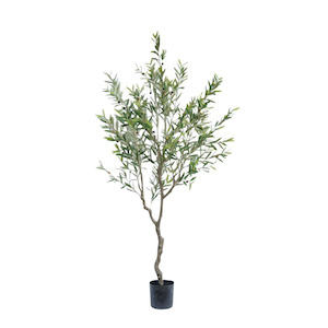 Outdoor: Olive Tree