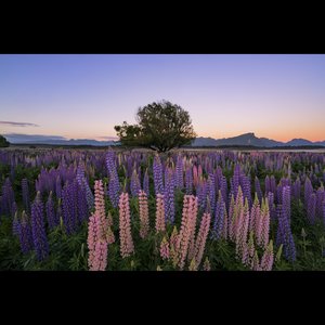 Te Anau Pier - Cory Marshall Photography Gallery