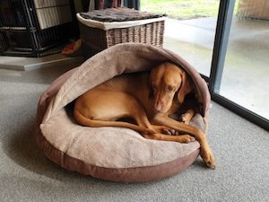 Products: Deluxe Cosy Dog Cave