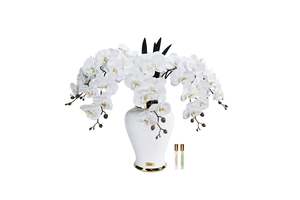 View All Flowers: NEW - Cote Noire Imperial Orchid - White - IMPO01