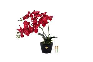 View All Flowers: NEW Cote Noire - Double Orchid - Piano Black / Scarlet - DOP14