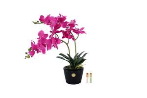 View All Flowers: NEW Cote Noire - NEW Double Orchid - Piano black / Fuchsia - DOP09