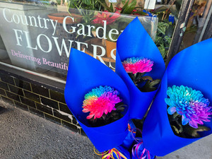 Products: Single Rainbow Chrysanthemum CountryGardenFlowers