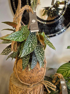 Bergonia Hot Spot Hanging Plant CountryGardenFlowers