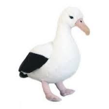 Nz Animals: Albatross Sound Bird