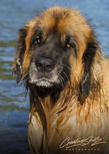 AfterPay - Creative Shotz Website