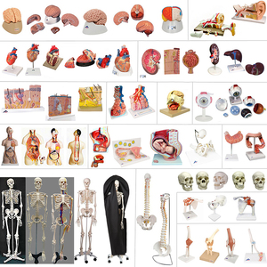 Products: HUMAN ANATOMY MODELS [Variety]: Bones, Tissue, Organs