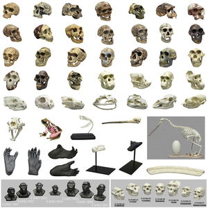 MODEL SKULLS AND SKELETONS: Variety