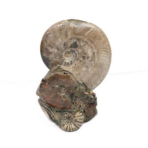 Products: Ammonite Fossil Cluster
