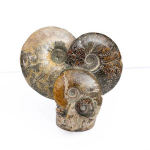 Ammonite Fossil Cluster