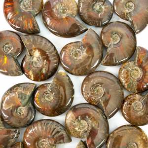 Ammonites: Ammonite Fossil - Small