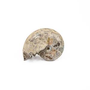 Ammonites: Nautilus Fossil