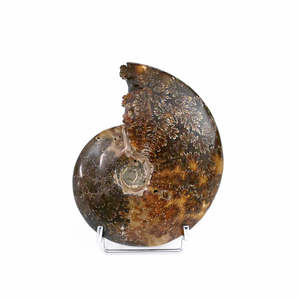 Ammonite Fossil- Polished