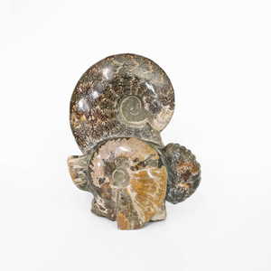 Ammonite Fossil Cluster