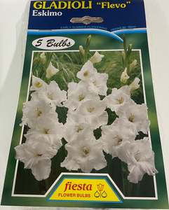 Garden: Bulb - Gladioli - Flevo - Eskimo