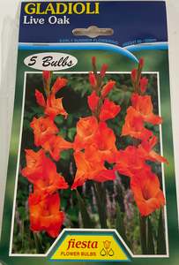 Garden: Bulb - Gladioli - Live Oak