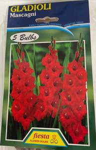 Bulb - Gladioli - Mascagni