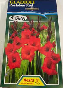 Garden: Bulb - Gladioli - Rosiebee Red