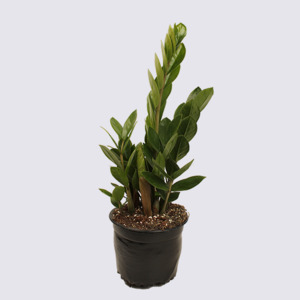 Indoor Plants: Indoor Plant - ZZ Plant - Zanzibar Gem 14cm Pot