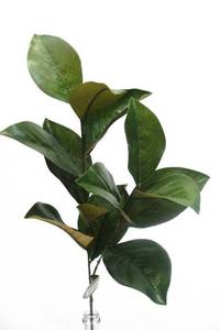 Artificial Flower - Magnolia Grandiflora Foliage