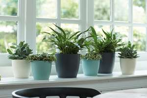 Planter -  Brussells Cover Pot