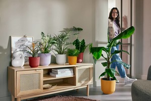 Planters: Planter -  Jazz Cover Pot
