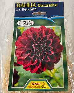 Dahlia Tuber - La Recoleta