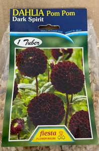 Dahlia Tuber - Dark Spirit
