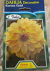 Dahlia Tuber - Karma Gold