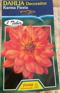 Dahlia Tuber - Karma Fiesta